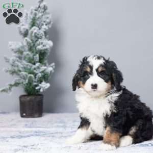 Phoebe, Mini Bernedoodle Puppy